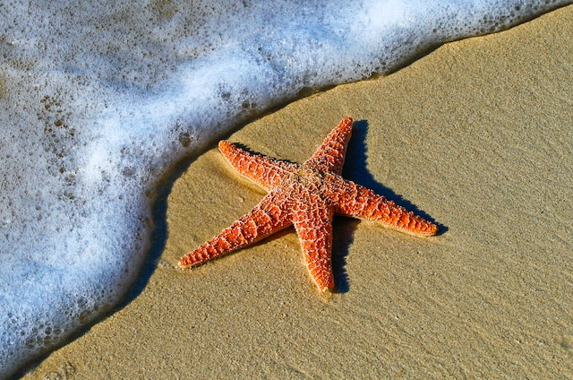 cosas únicas para hacer en Playa del Carmen